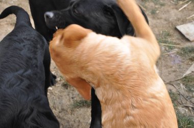 Labrador köpeklerinin büyüleyici evrenini keşfedin. Sadık, dost canlısı ve zeki. Eşsiz bir dostluk için zarafetle sadakati birleştiren özel bir köpek cinsi. Golden retriever, çalışan köpek, muhteşem köpek, sağlıklı köpek, altın labrador,