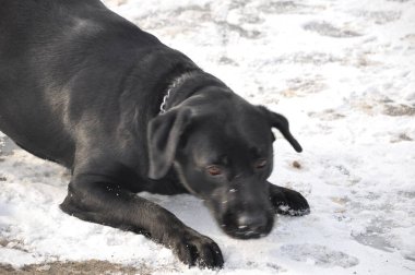 Labrador köpeklerinin büyüleyici evrenini keşfedin. Sadık, dost canlısı ve zeki. Eşsiz bir dostluk için zarafetle sadakati birleştiren özel bir köpek cinsi. Golden retriever, çalışan köpek, muhteşem köpek, sağlıklı köpek, altın labrador,
