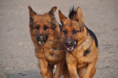 Asil Alman çobanından gururlu kurt köpeğine, bu büyüleyici görüntüler otantik ifadeleri ve oyuncu anları yakalar, her dört bacaklı arkadaşın eşsiz özelliklerini ortaya çıkarır..