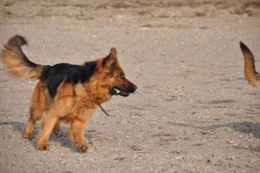 Asil Alman çobanından gururlu kurt köpeğine, bu büyüleyici görüntüler otantik ifadeleri ve oyuncu anları yakalar, her dört bacaklı arkadaşın eşsiz özelliklerini ortaya çıkarır..