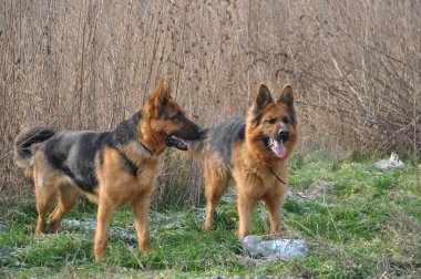 Asil Alman çobanından gururlu kurt köpeğine, bu büyüleyici görüntüler otantik ifadeleri ve oyuncu anları yakalar, her dört bacaklı arkadaşın eşsiz özelliklerini ortaya çıkarır..