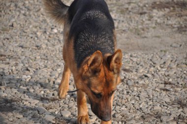 Asil Alman çobanından gururlu kurt köpeğine, bu büyüleyici görüntüler otantik ifadeleri ve oyuncu anları yakalar, her dört bacaklı arkadaşın eşsiz özelliklerini ortaya çıkarır..