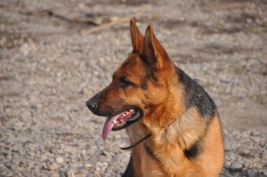 Asil Alman çobanından gururlu kurt köpeğine, bu büyüleyici görüntüler otantik ifadeleri ve oyuncu anları yakalar, her dört bacaklı arkadaşın eşsiz özelliklerini ortaya çıkarır..