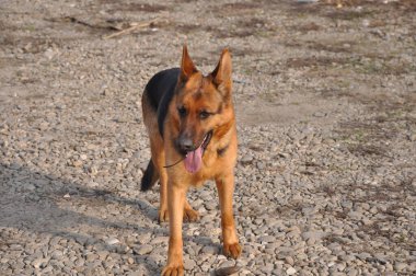Asil Alman çobanından gururlu kurt köpeğine, bu büyüleyici görüntüler otantik ifadeleri ve oyuncu anları yakalar, her dört bacaklı arkadaşın eşsiz özelliklerini ortaya çıkarır..