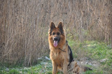 Asil Alman çobanından gururlu kurt köpeğine, bu büyüleyici görüntüler otantik ifadeleri ve oyuncu anları yakalar, her dört bacaklı arkadaşın eşsiz özelliklerini ortaya çıkarır..