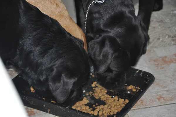 Labrador köpeklerinin büyüleyici evrenini keşfedin. Sadık, dost canlısı ve zeki. Eşsiz bir dostluk için zarafetle sadakati birleştiren özel bir köpek cinsi. Golden retriever, çalışan köpek, muhteşem köpek, sağlıklı köpek, altın labrador,