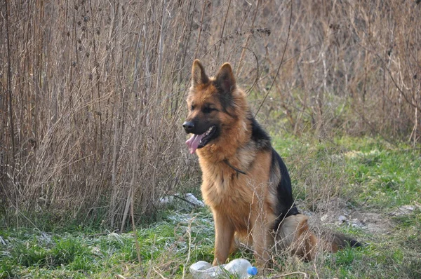 Asil Alman çobanından gururlu kurt köpeğine, bu büyüleyici görüntüler otantik ifadeleri ve oyuncu anları yakalar, her dört bacaklı arkadaşın eşsiz özelliklerini ortaya çıkarır..