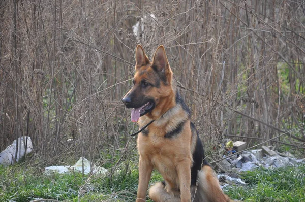 Asil Alman çobanından gururlu kurt köpeğine, bu büyüleyici görüntüler otantik ifadeleri ve oyuncu anları yakalar, her dört bacaklı arkadaşın eşsiz özelliklerini ortaya çıkarır..