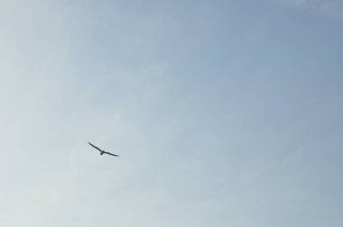 Arka planda bulut olan bir kuş gökyüzünde uçuyor.