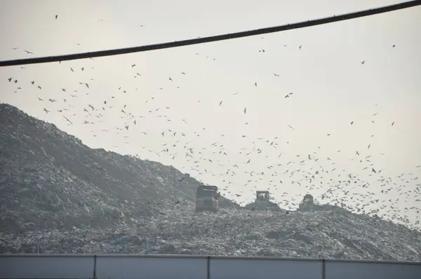 Çok sayıda kuş bir dağın üzerinden uçuyor.