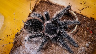 Eşsiz özelliklerini sergileyen bir tarantulanın yakın çekimi: kıllı bacaklar, keskin gözler ve yırtıcı duruş. Bu egzotik, zehirli eklembacaklı yaban hayatının ve tropikal ekosistemlerin büyüleyici ama ürkütücü güzelliğini somutlaştırıyor.. 
