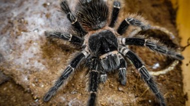 Eşsiz özelliklerini sergileyen bir tarantulanın yakın çekimi: kıllı bacaklar, keskin gözler ve yırtıcı duruş. Bu egzotik, zehirli eklembacaklı yaban hayatının ve tropikal ekosistemlerin büyüleyici ama ürkütücü güzelliğini somutlaştırıyor.. 