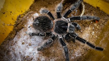 Close-up of a tarantula showcasing its unique features: hairy legs, sharp eyes, and predatory stance. This exotic, venomous arachnid embodies the fascinating yet eerie beauty of wildlife and tropical ecosystems.  clipart