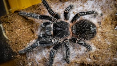 Eşsiz özelliklerini sergileyen bir tarantulanın yakın çekimi: kıllı bacaklar, keskin gözler ve yırtıcı duruş. Bu egzotik, zehirli eklembacaklı yaban hayatının ve tropikal ekosistemlerin büyüleyici ama ürkütücü güzelliğini somutlaştırıyor.. 