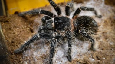 Eşsiz özelliklerini sergileyen bir tarantulanın yakın çekimi: kıllı bacaklar, keskin gözler ve yırtıcı duruş. Bu egzotik, zehirli eklembacaklı yaban hayatının ve tropikal ekosistemlerin büyüleyici ama ürkütücü güzelliğini somutlaştırıyor.. 