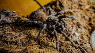 Eşsiz özelliklerini sergileyen bir tarantulanın yakın çekimi: kıllı bacaklar, keskin gözler ve yırtıcı duruş. Bu egzotik, zehirli eklembacaklı yaban hayatının ve tropikal ekosistemlerin büyüleyici ama ürkütücü güzelliğini somutlaştırıyor.. 