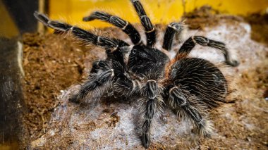 Eşsiz özelliklerini sergileyen bir tarantulanın yakın çekimi: kıllı bacaklar, keskin gözler ve yırtıcı duruş. Bu egzotik, zehirli eklembacaklı yaban hayatının ve tropikal ekosistemlerin büyüleyici ama ürkütücü güzelliğini somutlaştırıyor.. 