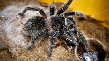 Eşsiz özelliklerini sergileyen bir tarantulanın yakın çekimi: kıllı bacaklar, keskin gözler ve yırtıcı duruş. Bu egzotik, zehirli eklembacaklı yaban hayatının ve tropikal ekosistemlerin büyüleyici ama ürkütücü güzelliğini somutlaştırıyor.. 
