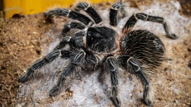 Eşsiz özelliklerini sergileyen bir tarantulanın yakın çekimi: kıllı bacaklar, keskin gözler ve yırtıcı duruş. Bu egzotik, zehirli eklembacaklı yaban hayatının ve tropikal ekosistemlerin büyüleyici ama ürkütücü güzelliğini somutlaştırıyor.. 