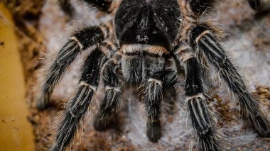 Close-up of a tarantula showcasing its unique features: hairy legs, sharp eyes, and predatory stance. This exotic, venomous arachnid embodies the fascinating yet eerie beauty of wildlife and tropical ecosystems.  clipart