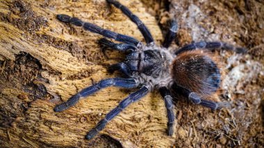 Eşsiz özelliklerini sergileyen bir tarantulanın yakın çekimi: kıllı bacaklar, keskin gözler ve yırtıcı duruş. Bu egzotik, zehirli eklembacaklı yaban hayatının ve tropikal ekosistemlerin büyüleyici ama ürkütücü güzelliğini somutlaştırıyor.. 