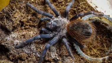 Eşsiz özelliklerini sergileyen bir tarantulanın yakın çekimi: kıllı bacaklar, keskin gözler ve yırtıcı duruş. Bu egzotik, zehirli eklembacaklı yaban hayatının ve tropikal ekosistemlerin büyüleyici ama ürkütücü güzelliğini somutlaştırıyor.. 