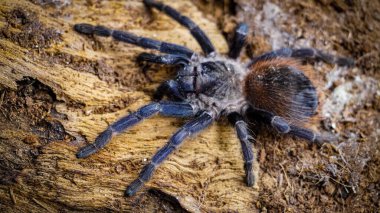 Eşsiz özelliklerini sergileyen bir tarantulanın yakın çekimi: kıllı bacaklar, keskin gözler ve yırtıcı duruş. Bu egzotik, zehirli eklembacaklı yaban hayatının ve tropikal ekosistemlerin büyüleyici ama ürkütücü güzelliğini somutlaştırıyor.. 