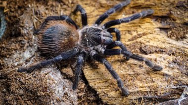 Eşsiz özelliklerini sergileyen bir tarantulanın yakın çekimi: kıllı bacaklar, keskin gözler ve yırtıcı duruş. Bu egzotik, zehirli eklembacaklı yaban hayatının ve tropikal ekosistemlerin büyüleyici ama ürkütücü güzelliğini somutlaştırıyor.. 
