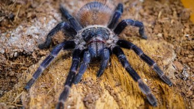 Eşsiz özelliklerini sergileyen bir tarantulanın yakın çekimi: kıllı bacaklar, keskin gözler ve yırtıcı duruş. Bu egzotik, zehirli eklembacaklı yaban hayatının ve tropikal ekosistemlerin büyüleyici ama ürkütücü güzelliğini somutlaştırıyor.. 