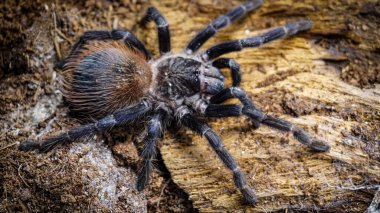 Eşsiz özelliklerini sergileyen bir tarantulanın yakın çekimi: kıllı bacaklar, keskin gözler ve yırtıcı duruş. Bu egzotik, zehirli eklembacaklı yaban hayatının ve tropikal ekosistemlerin büyüleyici ama ürkütücü güzelliğini somutlaştırıyor.. 