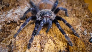 Eşsiz özelliklerini sergileyen bir tarantulanın yakın çekimi: kıllı bacaklar, keskin gözler ve yırtıcı duruş. Bu egzotik, zehirli eklembacaklı yaban hayatının ve tropikal ekosistemlerin büyüleyici ama ürkütücü güzelliğini somutlaştırıyor.. 