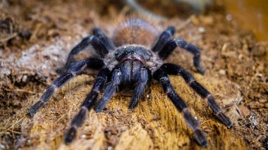 Eşsiz özelliklerini sergileyen bir tarantulanın yakın çekimi: kıllı bacaklar, keskin gözler ve yırtıcı duruş. Bu egzotik, zehirli eklembacaklı yaban hayatının ve tropikal ekosistemlerin büyüleyici ama ürkütücü güzelliğini somutlaştırıyor.. 