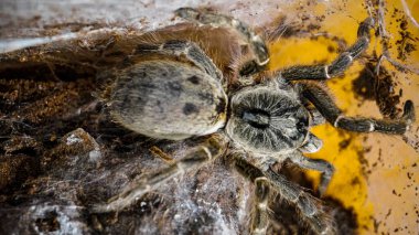 Eşsiz özelliklerini sergileyen bir tarantulanın yakın çekimi: kıllı bacaklar, keskin gözler ve yırtıcı duruş. Bu egzotik, zehirli eklembacaklı yaban hayatının ve tropikal ekosistemlerin büyüleyici ama ürkütücü güzelliğini somutlaştırıyor.. 