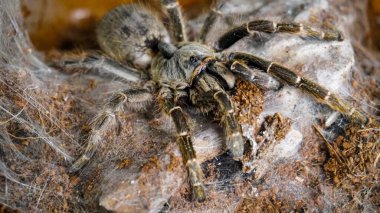 Eşsiz özelliklerini sergileyen bir tarantulanın yakın çekimi: kıllı bacaklar, keskin gözler ve yırtıcı duruş. Bu egzotik, zehirli eklembacaklı yaban hayatının ve tropikal ekosistemlerin büyüleyici ama ürkütücü güzelliğini somutlaştırıyor.. 