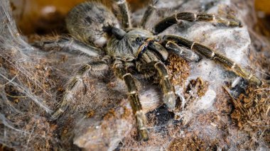 Close-up of a tarantula showcasing its unique features: hairy legs, sharp eyes, and predatory stance. This exotic, venomous arachnid embodies the fascinating yet eerie beauty of wildlife and tropical ecosystems.  clipart