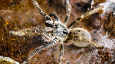 Close-up of a tarantula showcasing its unique features: hairy legs, sharp eyes, and predatory stance. This exotic, venomous arachnid embodies the fascinating yet eerie beauty of wildlife and tropical ecosystems.  clipart