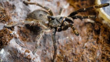 Eşsiz özelliklerini sergileyen bir tarantulanın yakın çekimi: kıllı bacaklar, keskin gözler ve yırtıcı duruş. Bu egzotik, zehirli eklembacaklı yaban hayatının ve tropikal ekosistemlerin büyüleyici ama ürkütücü güzelliğini somutlaştırıyor.. 