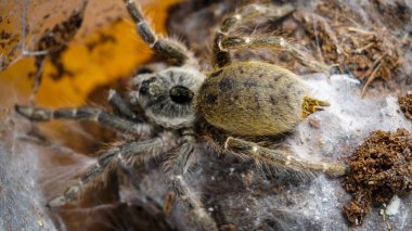 Eşsiz özelliklerini sergileyen bir tarantulanın yakın çekimi: kıllı bacaklar, keskin gözler ve yırtıcı duruş. Bu egzotik, zehirli eklembacaklı yaban hayatının ve tropikal ekosistemlerin büyüleyici ama ürkütücü güzelliğini somutlaştırıyor.. 