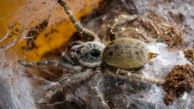 Eşsiz özelliklerini sergileyen bir tarantulanın yakın çekimi: kıllı bacaklar, keskin gözler ve yırtıcı duruş. Bu egzotik, zehirli eklembacaklı yaban hayatının ve tropikal ekosistemlerin büyüleyici ama ürkütücü güzelliğini somutlaştırıyor.. 