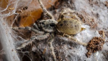 Eşsiz özelliklerini sergileyen bir tarantulanın yakın çekimi: kıllı bacaklar, keskin gözler ve yırtıcı duruş. Bu egzotik, zehirli eklembacaklı yaban hayatının ve tropikal ekosistemlerin büyüleyici ama ürkütücü güzelliğini somutlaştırıyor.. 