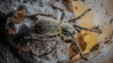 Close-up of a tarantula showcasing its unique features: hairy legs, sharp eyes, and predatory stance. This exotic, venomous arachnid embodies the fascinating yet eerie beauty of wildlife and tropical ecosystems.  clipart