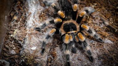 Eşsiz özelliklerini sergileyen bir tarantulanın yakın çekimi: kıllı bacaklar, keskin gözler ve yırtıcı duruş. Bu egzotik, zehirli eklembacaklı yaban hayatının ve tropikal ekosistemlerin büyüleyici ama ürkütücü güzelliğini somutlaştırıyor.. 
