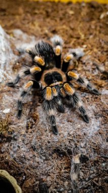 Eşsiz özelliklerini sergileyen bir tarantulanın yakın çekimi: kıllı bacaklar, keskin gözler ve yırtıcı duruş. Bu egzotik, zehirli eklembacaklı yaban hayatının ve tropikal ekosistemlerin büyüleyici ama ürkütücü güzelliğini somutlaştırıyor.. 