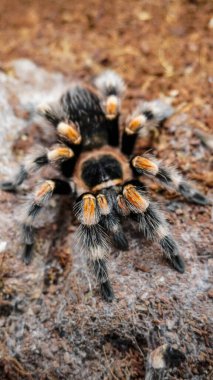 Eşsiz özelliklerini sergileyen bir tarantulanın yakın çekimi: kıllı bacaklar, keskin gözler ve yırtıcı duruş. Bu egzotik, zehirli eklembacaklı yaban hayatının ve tropikal ekosistemlerin büyüleyici ama ürkütücü güzelliğini somutlaştırıyor.. 