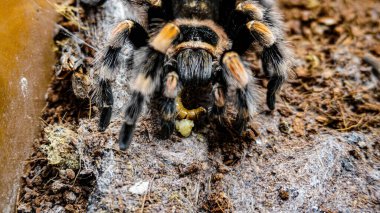 Eşsiz özelliklerini sergileyen bir tarantulanın yakın çekimi: kıllı bacaklar, keskin gözler ve yırtıcı duruş. Bu egzotik, zehirli eklembacaklı yaban hayatının ve tropikal ekosistemlerin büyüleyici ama ürkütücü güzelliğini somutlaştırıyor.. 