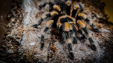 Eşsiz özelliklerini sergileyen bir tarantulanın yakın çekimi: kıllı bacaklar, keskin gözler ve yırtıcı duruş. Bu egzotik, zehirli eklembacaklı yaban hayatının ve tropikal ekosistemlerin büyüleyici ama ürkütücü güzelliğini somutlaştırıyor.. 