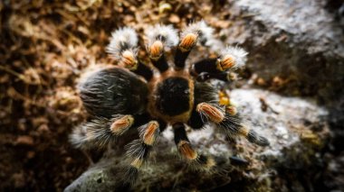 Close-up of a tarantula showcasing its unique features: hairy legs, sharp eyes, and predatory stance. This exotic, venomous arachnid embodies the fascinating yet eerie beauty of wildlife and tropical ecosystems.  clipart