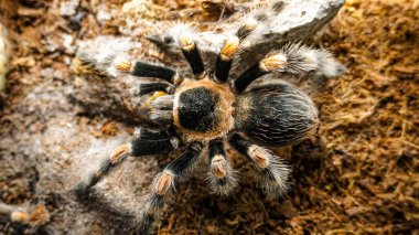 Eşsiz özelliklerini sergileyen bir tarantulanın yakın çekimi: kıllı bacaklar, keskin gözler ve yırtıcı duruş. Bu egzotik, zehirli eklembacaklı yaban hayatının ve tropikal ekosistemlerin büyüleyici ama ürkütücü güzelliğini somutlaştırıyor.. 
