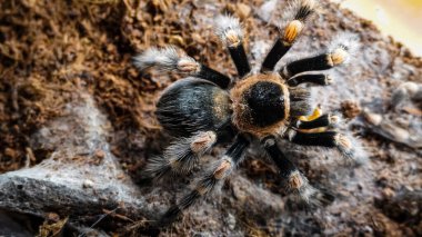 Eşsiz özelliklerini sergileyen bir tarantulanın yakın çekimi: kıllı bacaklar, keskin gözler ve yırtıcı duruş. Bu egzotik, zehirli eklembacaklı yaban hayatının ve tropikal ekosistemlerin büyüleyici ama ürkütücü güzelliğini somutlaştırıyor.. 