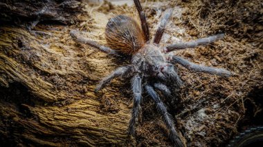 Eşsiz özelliklerini sergileyen bir tarantulanın yakın çekimi: kıllı bacaklar, keskin gözler ve yırtıcı duruş. Bu egzotik, zehirli eklembacaklı yaban hayatının ve tropikal ekosistemlerin büyüleyici ama ürkütücü güzelliğini somutlaştırıyor.. 